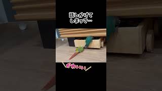 とうとう見境いなくなってしまった白タイツさん #ワカケホンセイインコ #ウロコインコ #shorts