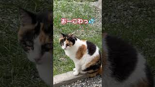 【200万回再生ねこ❤️怒るww】#よその猫 #猫 #shorts