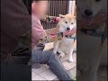 【セラピー犬】ご近所のおばあちゃんを毎日癒しに行くもちごめ兄弟👬長生きしてね🍀 シベリアンハスキー 柴犬 癒しに セラピー犬 shortvideo short youtube