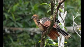 The Hoatzin (Opisthocomus Hoazin) Also Known As The Reptile Bird Skunk Bird Stinkbird Or Canje