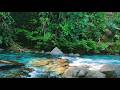 Serene Forest River Sounds 🌿 White Noise for Calm