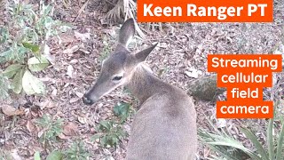 Keen Ranger PT by Reolink / live stream wildlife trail camera / review