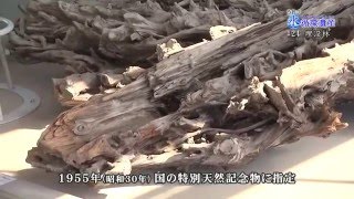 うおづ水循環遺産　#24埋没林