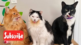 Sunday Fluff - Live Stream