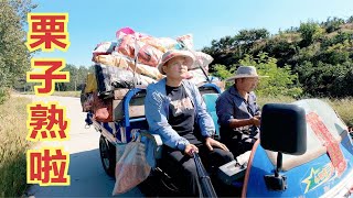 喷香哥跟着媳妇回娘家，上山帮父母收栗子，吃大包子庆祝板栗丰收