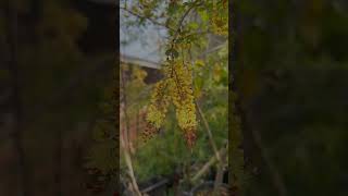 മനം മയക്കാൻ മനസ് ഇളക്കാൻ വീണ്ടുമൊരു സുന്ദരി / Fragrant flowering plantd/ Flowering