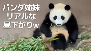 インパクト強すぎ注意😂楓浜の登場を見ていたら..桜浜が..🤭面白かわいいパンダ姉妹🐼