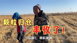 农民王小：水稻丰收3天全收完，屯邻互相帮忙真热闹，颗粒归仓