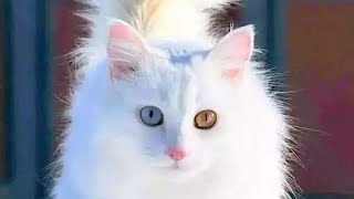 பூனைகள் வளர்ப்பதை விரும்புவரா நீங்கள்?#short #shortbayantamil #cats #catlover #cat #catsinislam