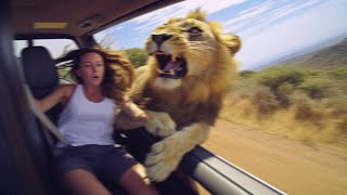Woman Gets DRAGGED Out of Safari Car by Lion...