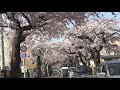 【桜名所シリーズ】満開の桜のトンネル　お花見ドライブ（復路）函館市桜ヶ丘通り通り抜け！！