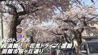 【桜名所シリーズ】満開の桜のトンネル　お花見ドライブ（復路）函館市桜ヶ丘通り通り抜け！！