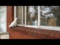 cockatoo knocks on window to get human attention