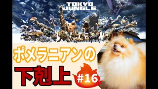 【毎日投稿挑戦中】ポメラニアンの下剋上 TOKYO JUNGLE#16【あずきっこ】