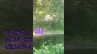 20240105陽光灑落在圓寶身旁，隔著霧氣的玻璃看圓寶也是別有一番風情！早安！圓寶小公主 #パンダ #zoo #圓仔 #圓寶 #panda #圓圓 #搞笑 #台北市立動物園