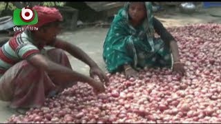 মাদারীপুরে পেঁয়াজের বাম্পার ফলন, লোকসান গুণছে কৃষক | Madaripur Onion | Current News