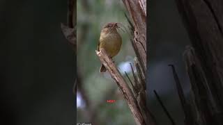 Small cute bird species. #smallbirds#cutebirds#hummingbird#weebills#goldcrest#amazingbird#wildlife