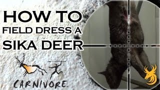 How to Field Dress \u0026 Inspect the Carcass of a Sika Deer