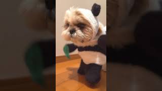 【シーズー犬】よちよち歩きコパンダ🐼 1歳のシーズー犬の女の子🎀【まりもちゃん】【Shihtzu】#Shorts (Shih Tzu panda running around)