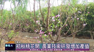 111-10-21 芬園農場桃花開  改變植物生長週期增加產值