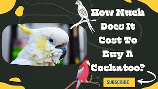 How Much Does It Cost To Buy A Cockatoo?