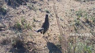 Greater roadrunner sounds.