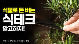 돈이 되는 취미! 식테크, 제대로 알고 하자!