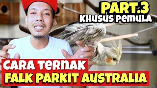 Cara Ternak Burung Falk Parkit Australia Untuk pemula Part 3