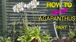 HOW TO GROW AGAPANTHUS FROM SEED PART I