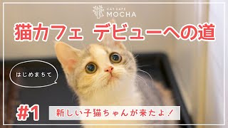 【猫カフェデビューへの道】新しい子猫ちゃんが来たよ！