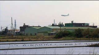 【航空城開發】溼地與航空城｜對許厝港溼地水鳥的衝擊  (公共電視 我們的島第588集 2010-12-27)