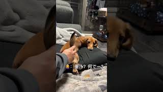 それは◯ではありません😱冷めた犬の目線【ダックスフンド子犬】