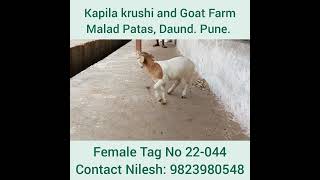 Dorper Tag No 22-044 (Female): Kapila Krushi And Goat Farm