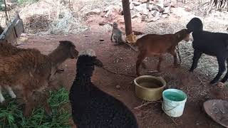 ಕುರಿಯ ಜೊತೆಗೆ ಮಂಗನ ಆಟ ಹೇಗಿದೆ ನೋಡಿ