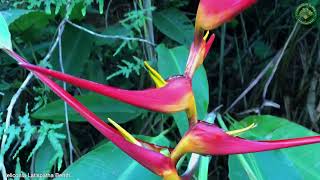 Heliconia Latispatha Benth. | Flowering Plants | 🇵🇦 Panama |