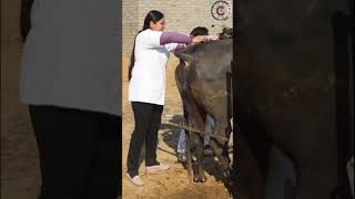 Artificial insemination training 571K7618200015 #ai #cow #farming