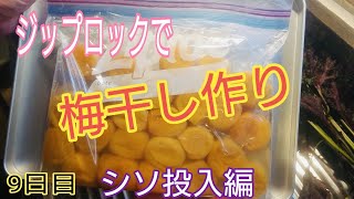 ジップロックで梅干し作り🔴【シソ入れ】