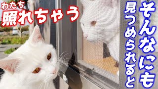 次男猫に見つめられて照れ屋になっちゃう庭子猫が可愛すぎました…♡[クウちゃんとトコちゃん]