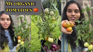 నా చిన్ని కోరిక- నా కష్టార్జితం😊/My tomato plant successful growth as a beginner/Organic గాపండిoచాను