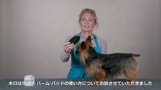 テリア犬種のピンブラシ