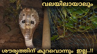 എന്തൊരു ശൗര്യം..!!വലയിലായാലും ആളൊരു കില്ലാഡി തന്നെ..| Big cobra was entangled on a net