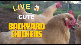 Indiana Backyard Chickens LIVE Animal Cam - 24/7 Cheerful Chickens