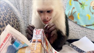 Capuchin Monkey Shreds paper!