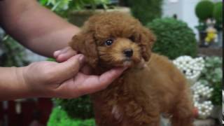 トイプードルの子犬 5月26日(生後80日) 京都