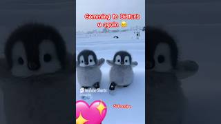 Cute walkers😇💖💕 #cute #pets #animals #funny #youtube #trend #love #penguin #youtubeshorts #viral