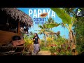 PAPAYA COCONUT BODY OIL | HOME MADE BODY OIL | Traditional Lifestyle | Village Life.