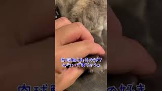 猫好きにはたまらない！肉球💕　#shorts