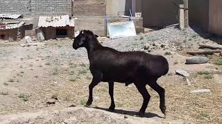 HISSAR SHEEP OF UZBEKISTAN. ГИССАРСКИЙ КУЧКАР. ХИСОР КОЙ 🔥😍.