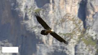 WILDASLIFE NATURE FILMS European Vultures - Graceful Soaring Leviathans