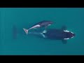 facts the southern resident killer whale